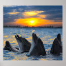 Suche nach delfin poster Natur
