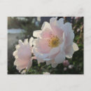 Suche nach altmodische rose postkarten Blumenreich