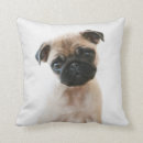 Suche nach baby mops kissen Hund