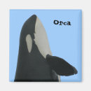 Suche nach orca magnete Tierwelt