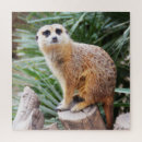 Suche nach meerkat puzzle Niedlich