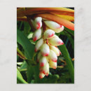 Suche nach tropische blume postkarten Natur