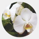 Suche nach phalaenopsis aufkleber Blume
