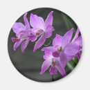 Suche nach lila orchidee magnete Tropisch
