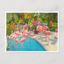 Suche nach florida flamingos postkarten Vintag