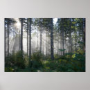 Suche nach nebelhaft poster Wald
