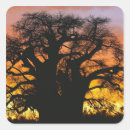 Suche nach baobab aufkleber Baum