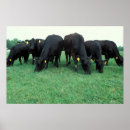 Suche nach angus poster Bauernhof