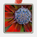 Suche nach agave ornamente Flora
