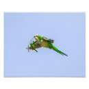 Suche nach parakeet kunst Tropisch