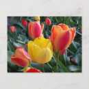 Suche nach rote tulpen postkarten Gartenarbeit