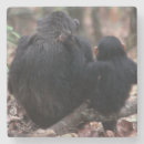 Suche nach schimpansen untersetzer Primat