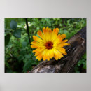 Suche nach protokoll poster Wald