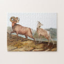 Suche nach sheep puzzle Tierwelt