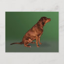 Suche nach sportlich postkarten Tiere