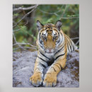 Suche nach tigerjunge poster Natur