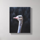 Suche nach strauß leinwandbilder Zoo