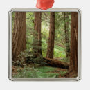 Suche nach nordamerika ornamente Baum