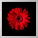 Suche nach gerbera poster Pflanze
