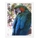 Suche nach blaue papageien poster Exotisch