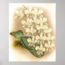 Suche nach phalaenopsis poster Blume