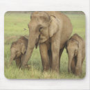 Suche nach asiatischer elefant mousepads Corbett nationalpark