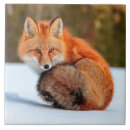 Suche nach schnee fliesen Fuchs