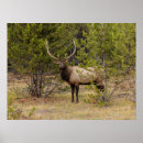 Suche nach yellowstone nationalpark poster Wyomoming