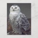 Suche nach schneebedeckte eule postkarten Vögel