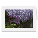 Suche nach phlox Gärten