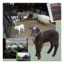 Suche nach niedliches lamm poster Jede person