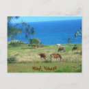 Suche nach surfer horizontale postkarten Hawaii