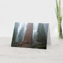 Suche nach sequoia karten California