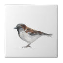 Suche nach spatz fliesen Aquarell