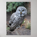 Suche nach graue eule poster Vögel
