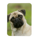 Suche nach kamera kopfe Mops