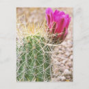 Suche nach phoenix az postkarten Natur