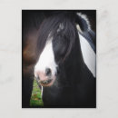 Suche nach weiße ponys postkarten Jede person