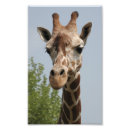 Suche nach giraffen foto poster Natur