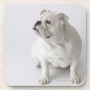 Suche nach englische bulldogge untersetzer Fotografie
