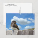 Suche nach weißer zaun postkarten Vogel