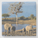 Suche nach afrikanischer elefant untersetzer Farbbild