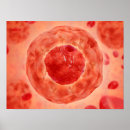 Suche nach chromosomen poster Genetisch
