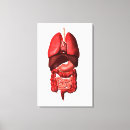 Suche nach verdauungssystem leinwandbilder Innere organe