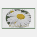 Suche nach leucanthemum Leucanthemum vulgare