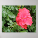 Suche nach englische rosen poster Schön