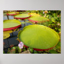 Suche nach lily pad poster Lilie