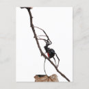 Suche nach witwenspinne Schwarze witwenspinne