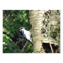 Suche nach schwarzer vogel poster Baum