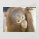 Suche nach tierrechte postkarten Tierschutz